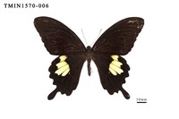 藏品(大白紋鳳蝶)的圖片